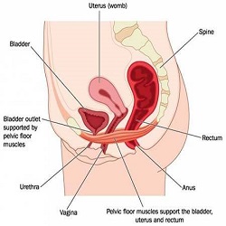 ឈឺអាងត្រគាក Pelvic Pain