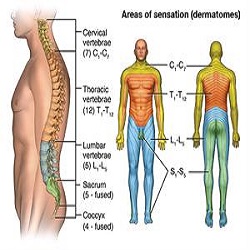 របួសឆ្អឹងខ្នងស្រួចស្រាវ acute spinal cord injury