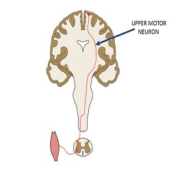 ណឺរ៉ូនម៉ូទ័រផ្នែកខាងលើ Upper motor neurons